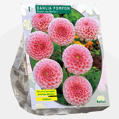 dahlia_dahlia-pompon-stolze-von-berlin-per-1