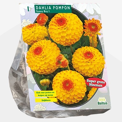 dahlia_dahlia-pompon-sunny-boy-per-1