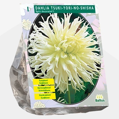 dahlia_dahlia-tsuki-yori-no-shisha-per-1