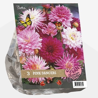 dahlia_urban-flowers-selectie-dahlia-pink-dancers-per-3