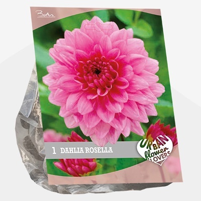 dahlia_urban-flowers-selectie-dahlia-rosella-per-1