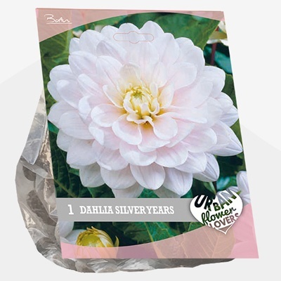 dahlia_urban-flowers-selectie-dahlia-silver-years-per-1
