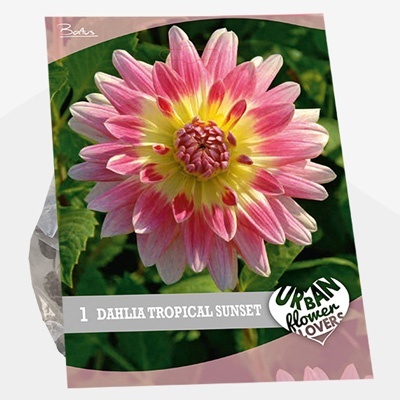 dahlia_urban-flowers-selectie-dahlia-tropical-sunset-per-1