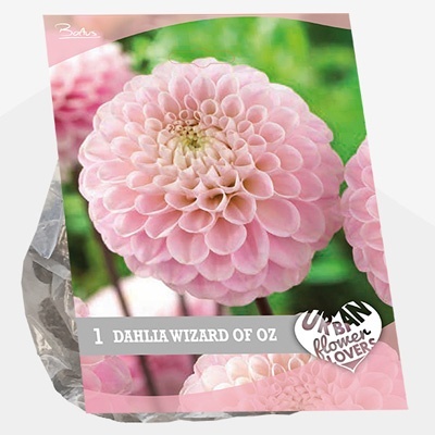dahlia_urban-flowers-selectie-dahlia-wizard-of-oz-per-1