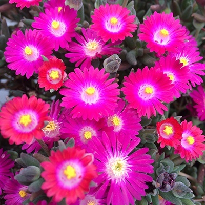 delosperma-jewel-of-desert-amethyst
