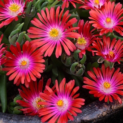 delosperma-jewel-of-desert-garnet