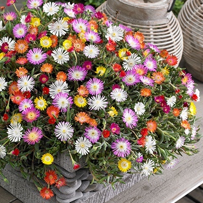 delosperma-jewel-of-desert-mix