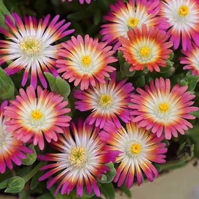 delosperma-jewel-of-desert-ruby