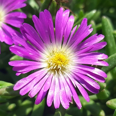 delosperma-wheels-of-wonder--purple