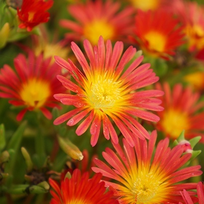 delosperma-wheels-of-wonder-fire-wonder