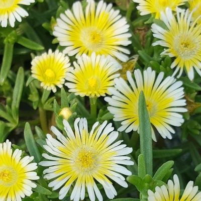 delosperma-wheels-of-wonder-limoncello