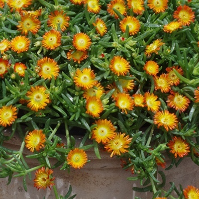 delosperma-wheels-of-wonder-orange-wonder