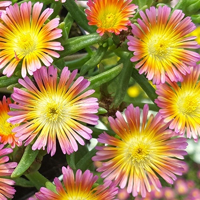 delosperma-wheels-of-wonder-salmony-pink