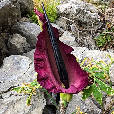 drakenwortel-dranunculus-vulgarissch