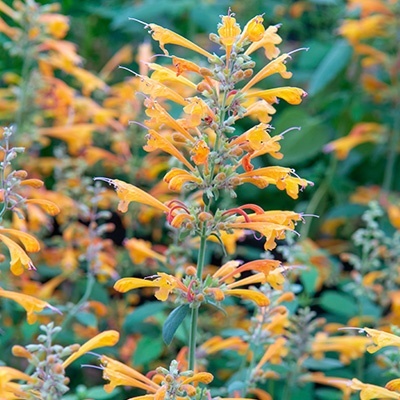 dropplant_agastache-mango-tango_pbr