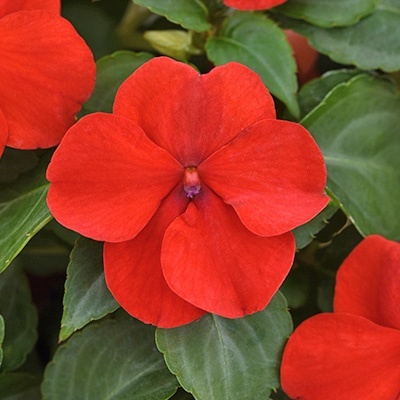 dubbel_vlijtig_liesje_impatiens-walleriana-beacon-bright-red