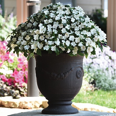 dubbel_vlijtig_liesje_impatiens-walleriana-beacon-white