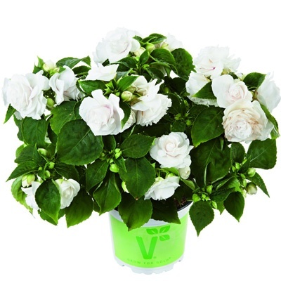 dubbel_vlijtig_liesje_impatiens-walleriana-diadem-frost