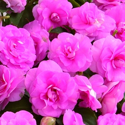 dubbel_vlijtig_liesje_impatiens-walleriana-diadem-pink