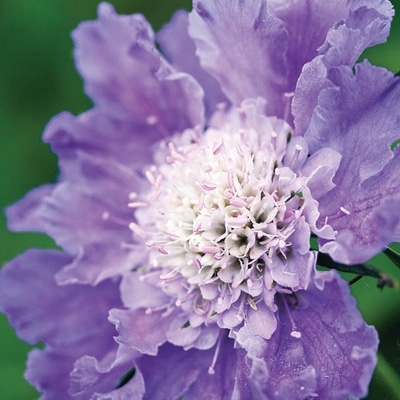 duifkruid-scabiosa-caucasica-perfecta-mid-blue