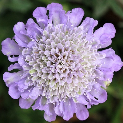 duifkruid-scabiosa-columbaria-flutter-deep-blue-pbr-eu46488