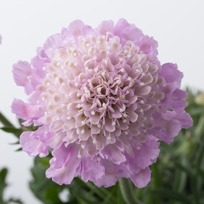 duifkruid-scabiosa-columbaria-pink-mistflorensis