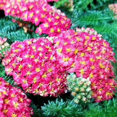 duizendblad-achillea-millefolium-summer-fruits-carmines