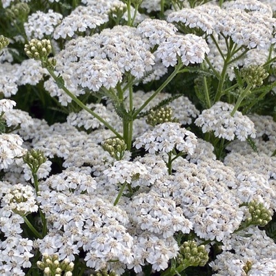 duizendblad-achillea-millefolium-white-beauty