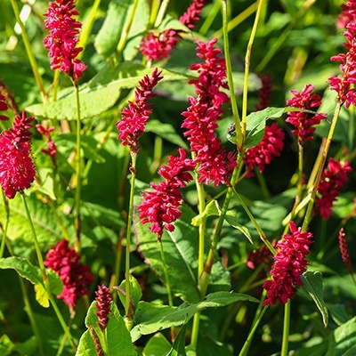 duizendknoop-persicaria-amplex-speciosa-firetail