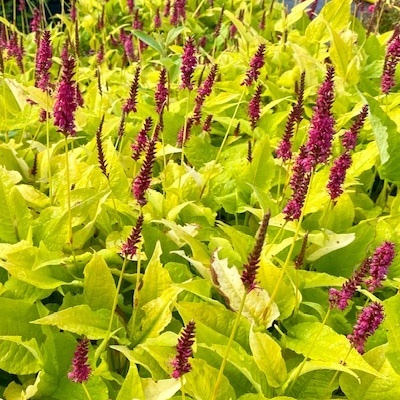 duizendknoop-persicaria-amplexicaulis-golden-arrow
