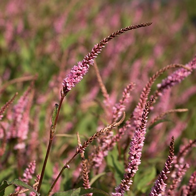 duizendknoop-persicaria-pink-elephant-tm