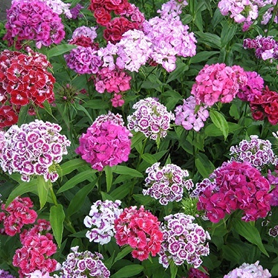 duizendschoon-dianthus-barbatus-messenger-messenger-mixs