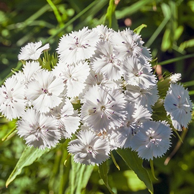 duizendschoon-dianthus-barbatus-white