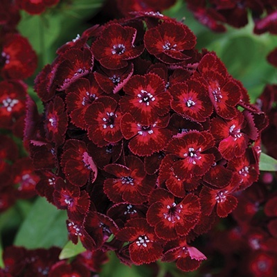 duizenschoon-dianthus-x-barbatus-dash-f1-crimsonflorensis