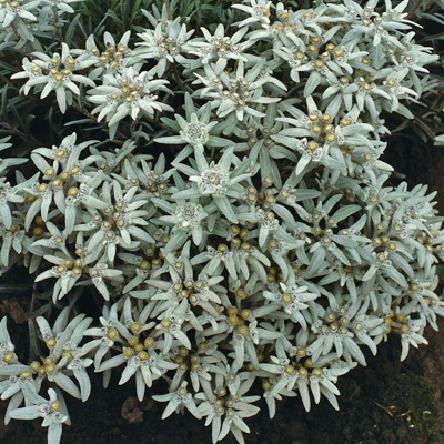 edelweiss-leontopodium-souliei