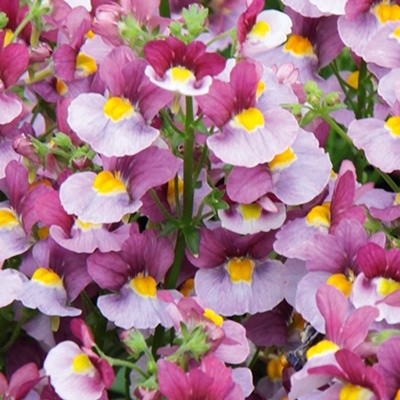 elfenspiegel-nemesia-nemesia-x-fruticans-mareto-bicolor-magentav
