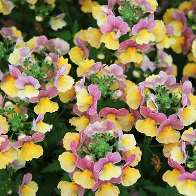 elfenspiegel-nemesia-x-fruticans-mareto-bicolor-rosev