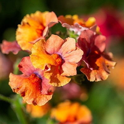 elfenspiegel-nemesia-x-hybrida-lyric-oranges