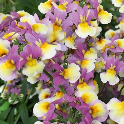 elfenspiegel_nemesia-x-fruticans-mareto-lemon--rose