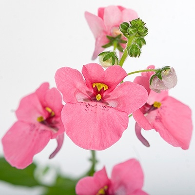 elfenspoor-diascia-barberae-flying-colors-antique-rose