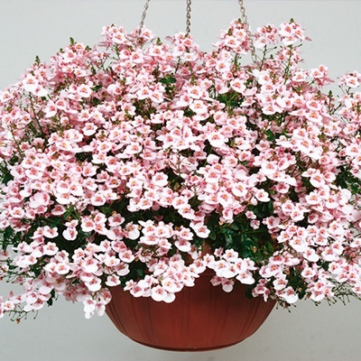 elfenspoor_diascia-barberae-flying-colors-appleblossom