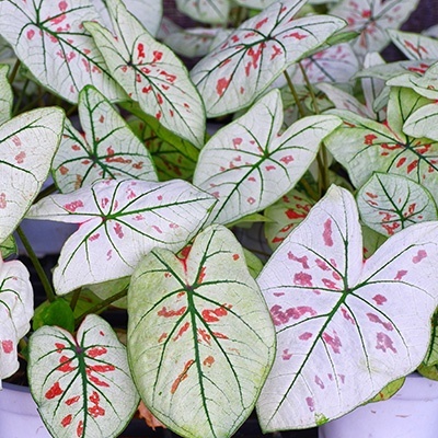engelenvleugels-caladium-dots