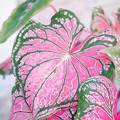 engelenvleugels-caladium-pink-green
