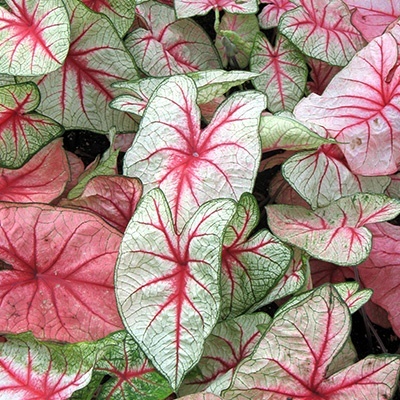 engelenvleugels-caladium-pink-white