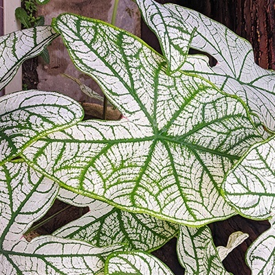 engelenvleugels-caladium-white