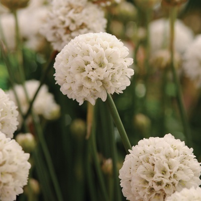 engels_gras_armeria-pseudarmeria-ballerina-white