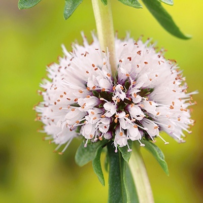 engelse-watermunt-preslia-cervina-alba