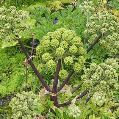 engelwortel-angelica-archangelica