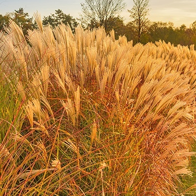 fazantstaartgras-anemanthele-lessoniana-sirocco