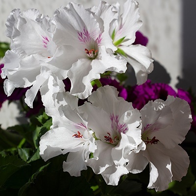 franse-geranium-pelargonium-x-grandiflorum-aristo-snows